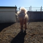 Iceland Horses