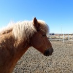 Iceland Horses