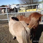 Iceland Horses