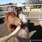 Iceland Horses