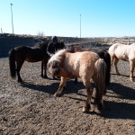 Iceland Horses