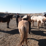 Iceland Horses