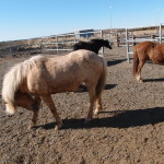 Iceland Horses