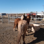 Iceland Horses