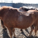 Iceland Horses