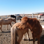 Iceland Horses