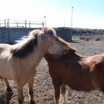 Iceland Horses