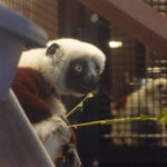 Lemur Center Tour