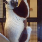 Lemur Center Tour