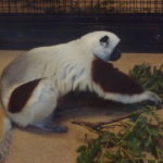 Lemur Center Tour