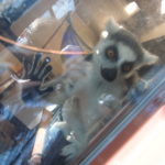 Lemur Center Tour