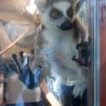 Lemur Center Tour