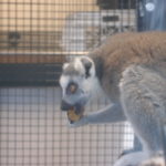 Lemur Center Tour