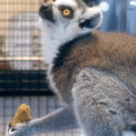 Lemur Center Tour