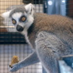 Lemur Center Tour