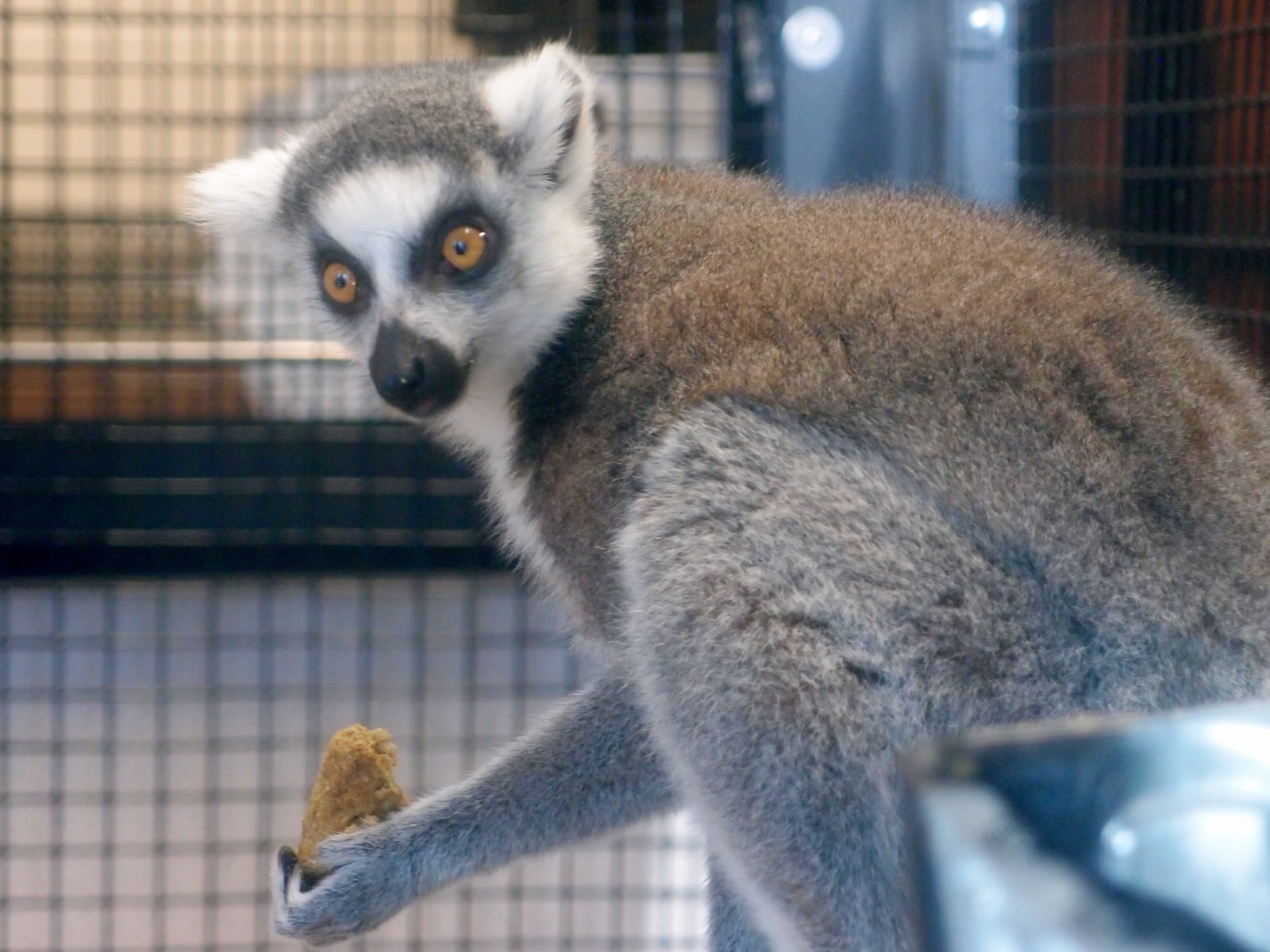 Lemur Center Tour