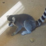 Lemur Center Tour