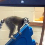 Lemur Center Tour