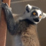 Lemur Center Tour