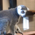 Lemur Center Tour