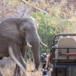 Game Drive 25 Sept 2017 PM
