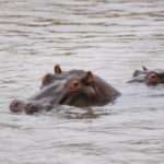 Game Drive 27 Sept 2017 AM