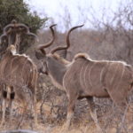 Game Drive 27 Sept 2017 PM