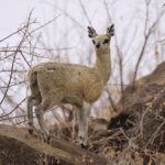 Game Drive 28 Sept 2017 AM