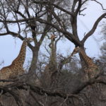 Game Drive with Sonya and Andrew