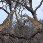 Game Drive with Sonya and Andrew