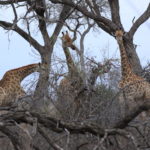 Game Drive with Sonya and Andrew