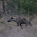 Game Drive with Sonya and Andrew