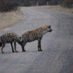 Game Drive with Sonya and Andrew