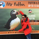 Iceland Puffin Poster